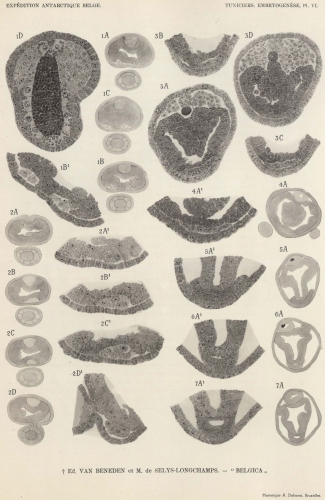 Van Beneden, de Selys Longchamps (1940, pl. 06)