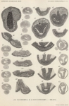 Van Beneden, E.; de Selys Longchamps, M. (1940). Zoologie: Tuniciers, embryogénèse. Résultats du Voyage de la Belgica en 1897-1899 sous le commandement de A. de Gerlache de Gomery: Rapports Scientifiques (1926-1940). Buschmann: Anvers