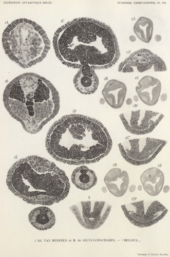 Van Beneden, de Selys Longchamps (1940, pl. 07)