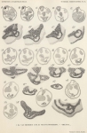 Van Beneden, E.; de Selys Longchamps, M. (1940). Zoologie: Tuniciers, embryogénèse. Résultats du Voyage de la Belgica en 1897-1899 sous le commandement de A. de Gerlache de Gomery: Rapports Scientifiques (1926-1940). Buschmann: Anvers