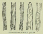 Huwart, J. (1905). Le tannage des filets de pêche Trav. Stat. Rech. Relat. Pêche Marit. Ostende 2: 3-33