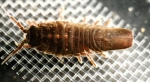 Isopoda
