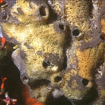 Porifera (sponges)