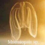 Ctenophora (Sea gooseberries)