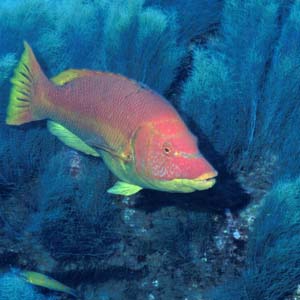 Algae and Bodianus scrofa at Dollabarat reef.