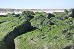 Nature & Environment