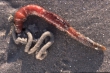 Animalia