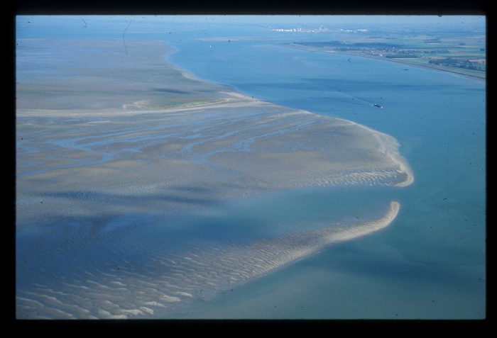 Westerschelde Westerschelde