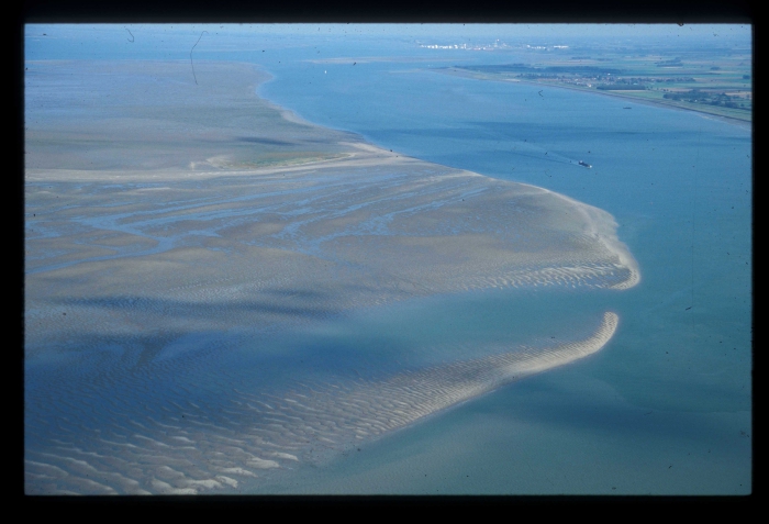 Westerschelde