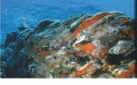 Shallow rocky reef with cover of encrusting algae and sponges (island of Capraia).