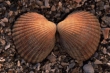 Picture of Cerastoderma edule (Linnaeus, 1758)