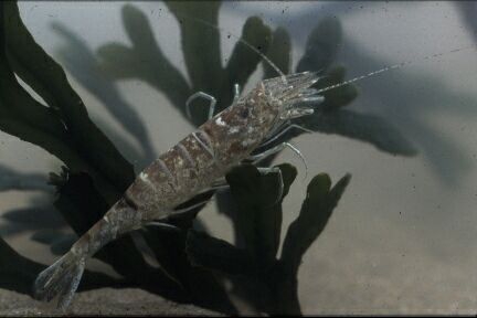 Picture of Crangon crangon (Linnaeus, 1758) Picture of Crangon crangon (Linnaeus, 1758)