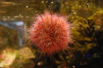 Europese Aquaria & Mariene Instituten