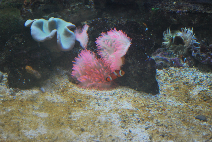 Parc Pairi Daiza_Aquarium_Brugelette_Belgium 5