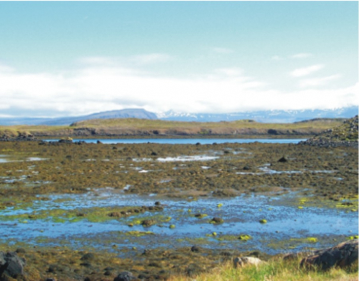 A typical intertidal zone near Stykkisholmur, Breidafjordur, West Iceland.