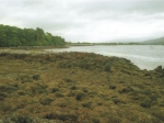 Inner Kenmare River is sheltered with fucoid covered rocky shores.
