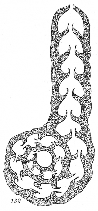 Ammobaculites agglutinans Ammobaculites agglutinans