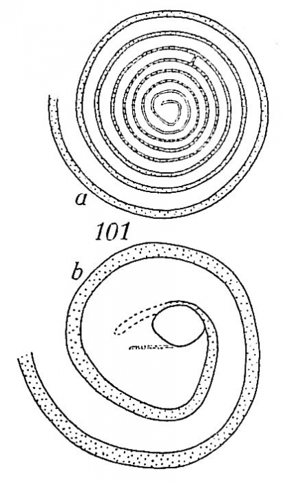 Ammodiscus anguillae Ammodiscus anguillae