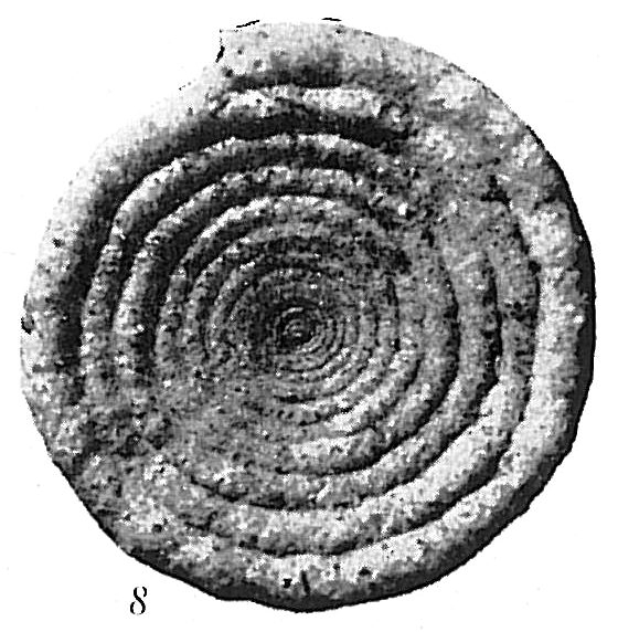 Ammodiscus anguillae Ammodiscus anguillae