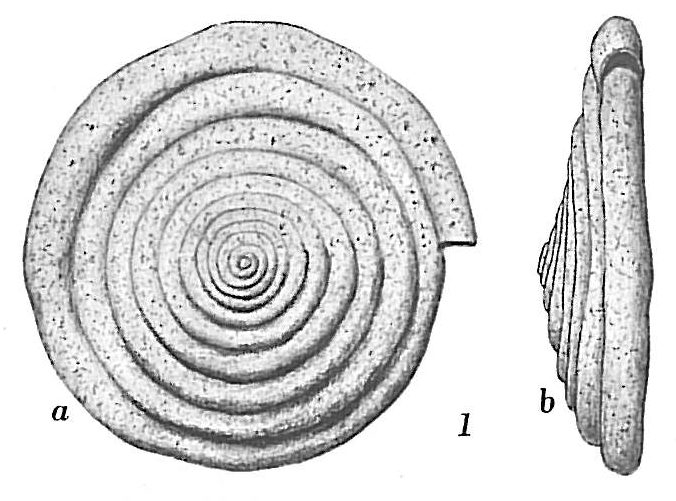 Ammodiscus catinus Ammodiscus catinus