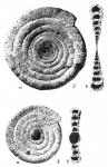Ammodiscus flavidus scabrata, author: Cedhagen, Tomas