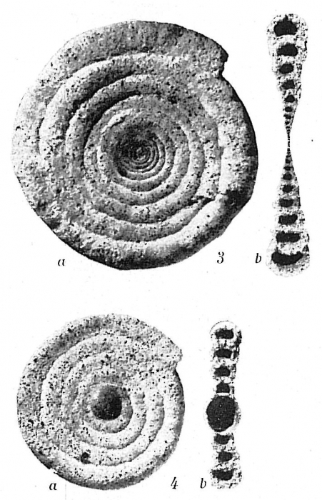 Ammodiscus flavidus scabrata Ammodiscus flavidus scabrata