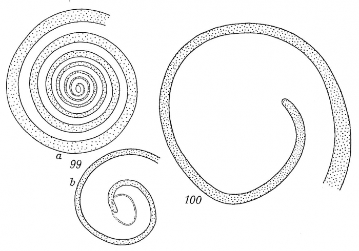 Ammodiscus flavidus Ammodiscus flavidus
