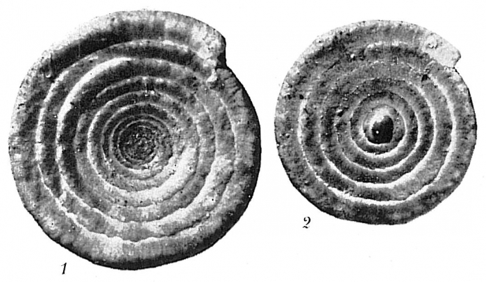 Ammodiscus flavidus Ammodiscus flavidus