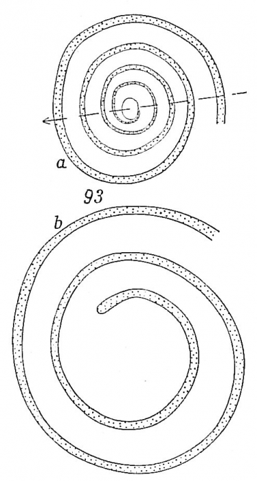 Ammodiscus intermedius Ammodiscus intermedius