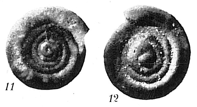 Ammodiscus intermedius Ammodiscus intermedius