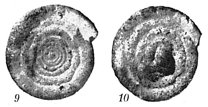 Ammodiscus intermedius Ammodiscus intermedius