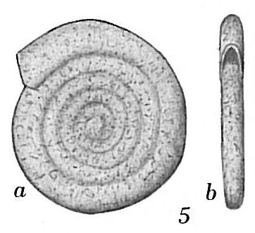Ammodiscus minimus Ammodiscus minimus