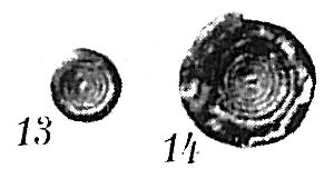 Ammodiscus planorbis Ammodiscus planorbis