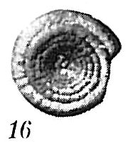 Ammodiscus planorbis Ammodiscus planorbis