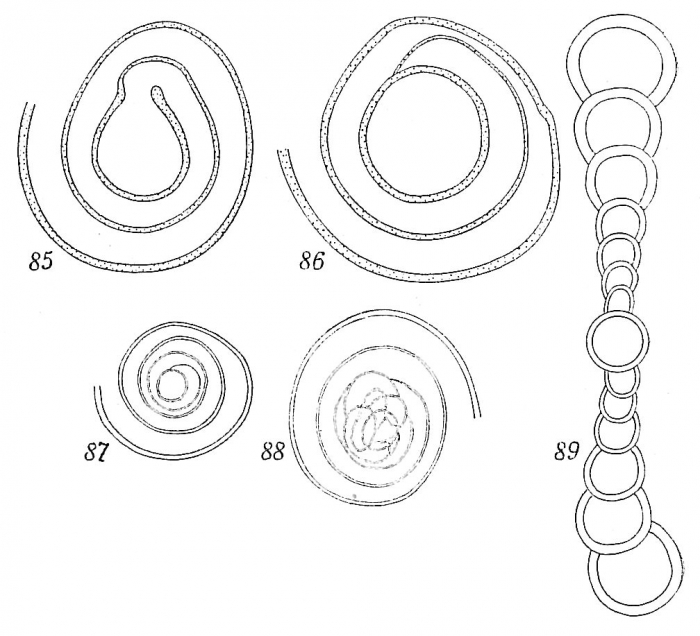 Ammodiscus planus Ammodiscus planus