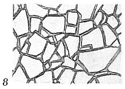 Ammodiscus planus Ammodiscus planus