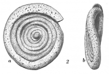 Ammodiscus planus, author: Cedhagen, Tomas