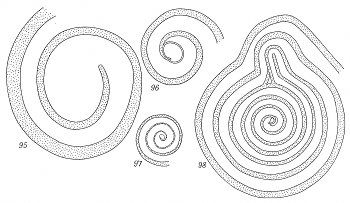 Ammodiscus tenuis Ammodiscus tenuis
