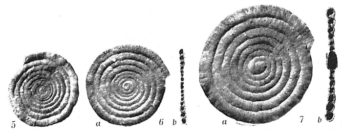 Ammodiscus tenuis Ammodiscus tenuis