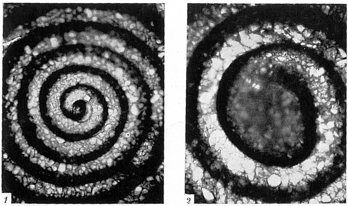 Ammodiscus tenuis Ammodiscus tenuis