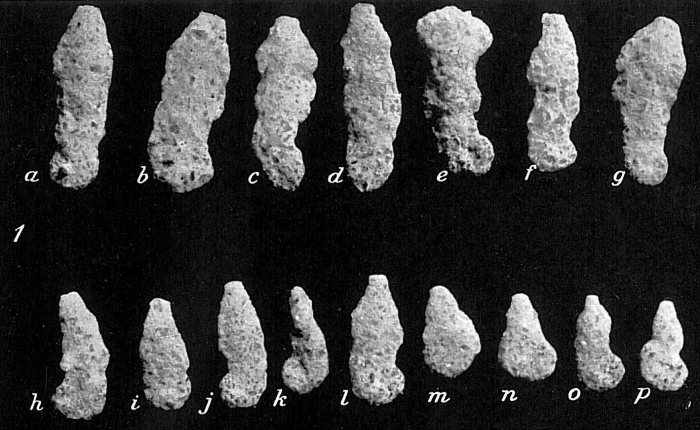 Ammoscalaria pseudospiralis Ammoscalaria pseudospiralis
