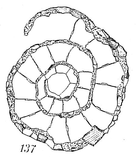Ammoscalaria runiana Ammoscalaria runiana