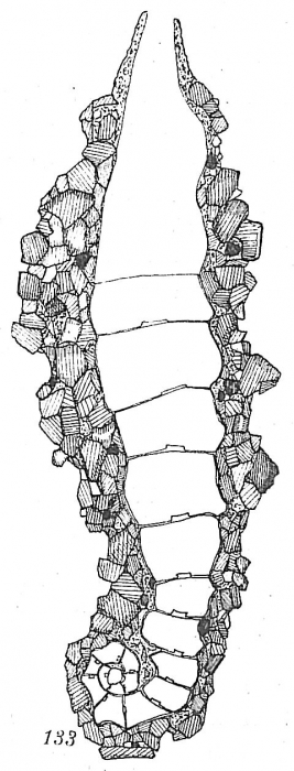 Ammoscalaria tenuimargo Ammoscalaria tenuimargo
