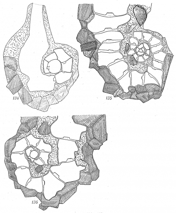 Ammoscalaria tenuimargo Ammoscalaria tenuimargo