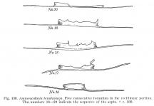 Ammoscalaria tenuimargo, author: Cedhagen, Tomas