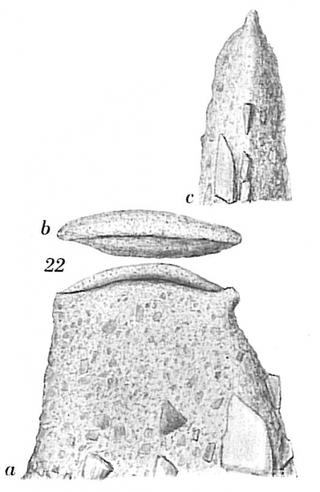 Ammoscalaria tenuimargo Ammoscalaria tenuimargo