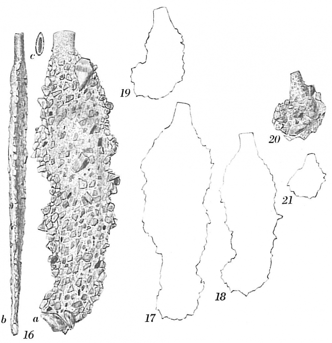 Ammoscalaria tenuimargo Ammoscalaria tenuimargo