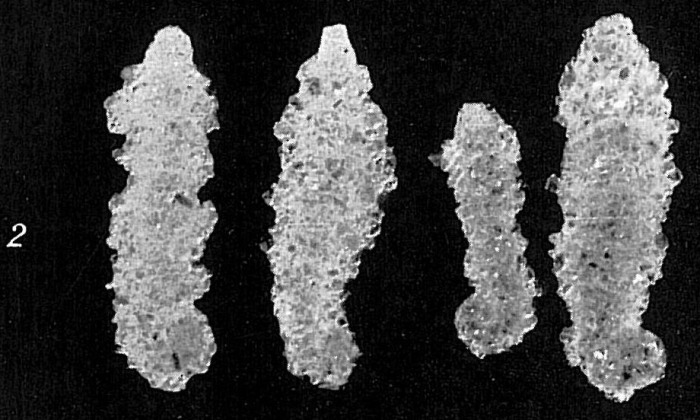Ammoscalaria tenuimargo Ammoscalaria tenuimargo