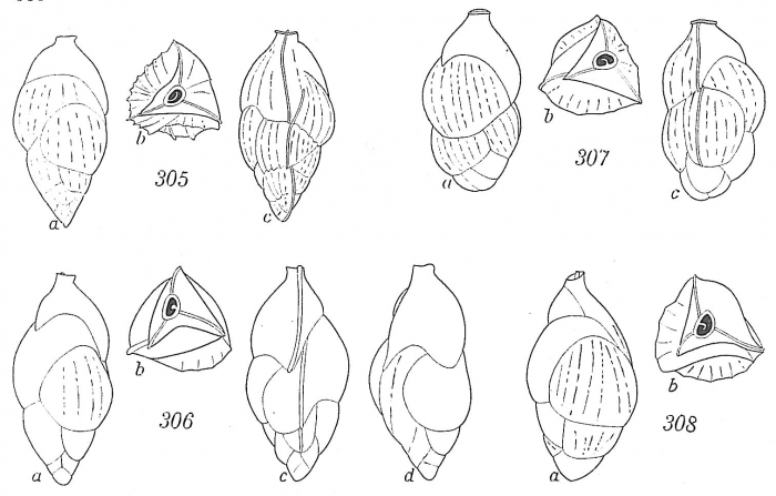 Angulogerina angulosa Angulogerina angulosa