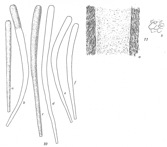 Bathysiphon flexilis Bathysiphon flexilis
